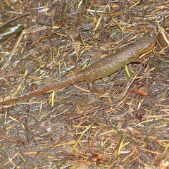 GirlsWildCat 106 : GirlsWildCat